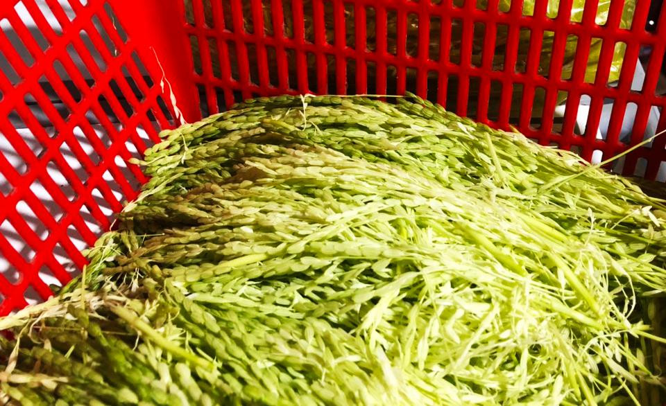 Đòng đòng nếp quýt Đòng đòng nếp quýt