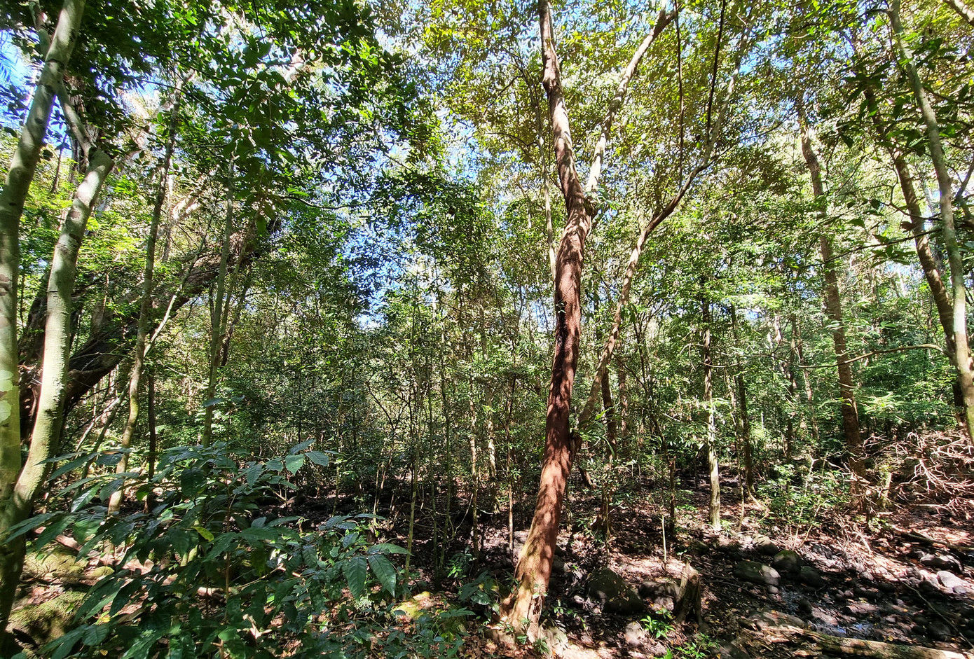 Một khu rừng tự nhiên ở Lâm Đồng