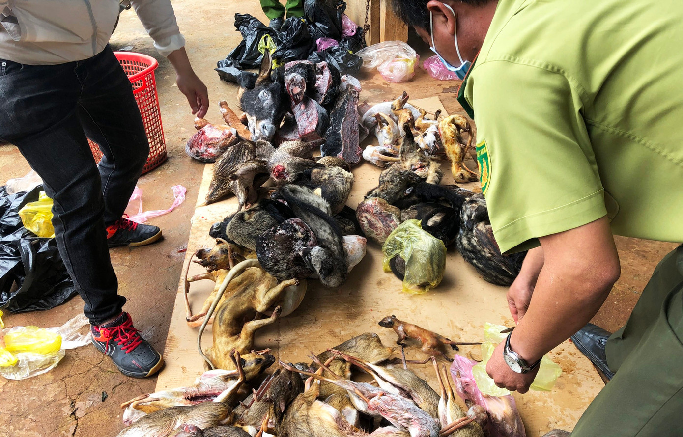 Công an khám phá vụ mua bán tàng trữ trái phép thịt động vật hoang dã ở Lâm Đồng Công an khám phá vụ mua bán tàng trữ trái phép thịt động vật hoang dã ở Lâm Đồng