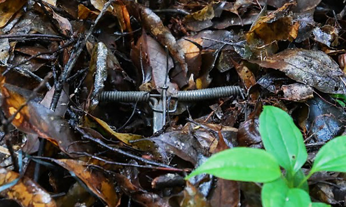 Bẫy thú do các đối tượng lén lút cài đặt trong rừng Bẫy thú do các đối tượng lén lút cài đặt trong rừng