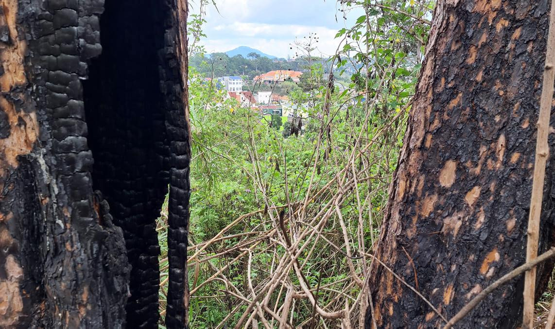 Thông ven đường Trần Hưng Đạo bị đốt cháy đến rỗng ruột