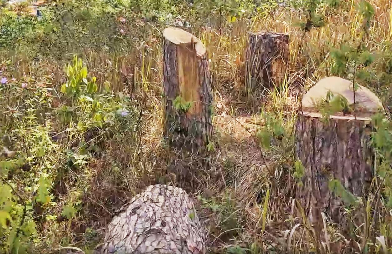 Thông bị cưa hạ cả cụm