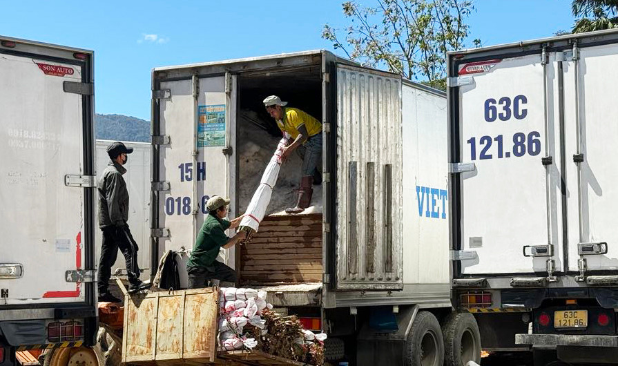 Chất hoa lay ơn lên xe đông lạnh để chở đi các tỉnh thành