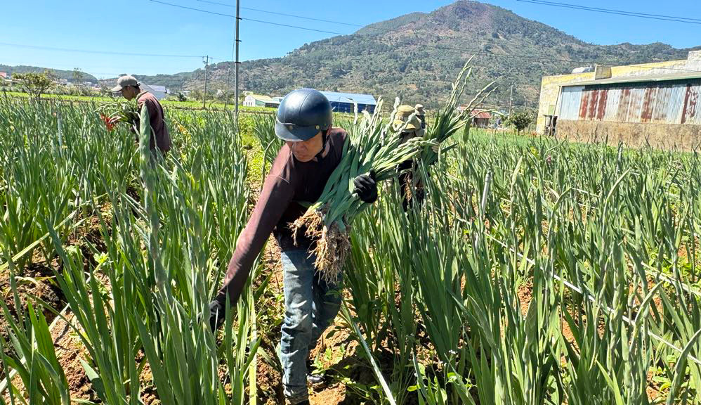 Nhà vườn hối hả thu hoạch hoa lay ơn