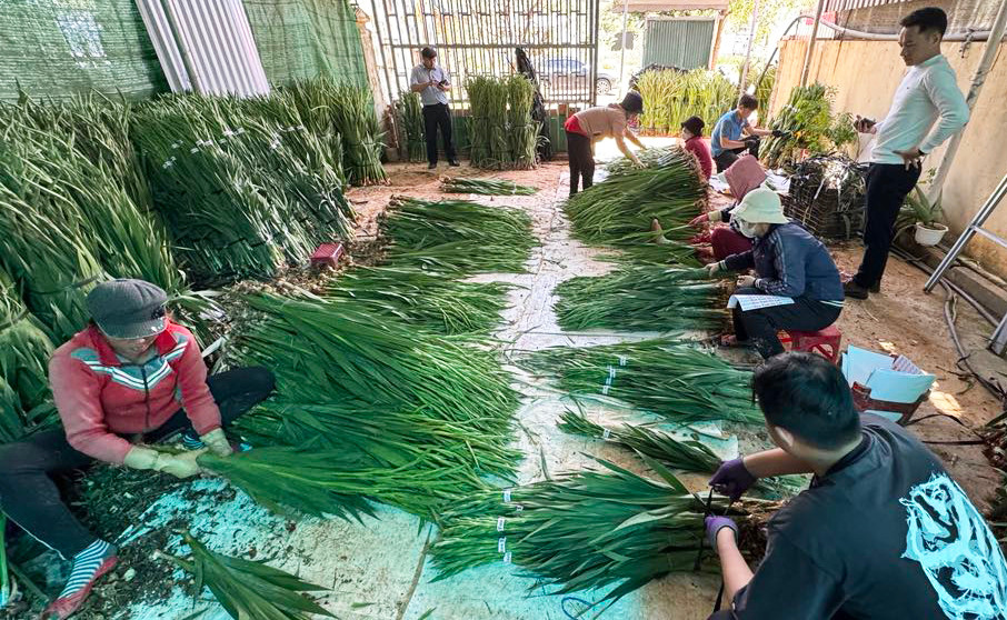 Sơ chế, đóng gói hoa lay ơn tại vựa hoa