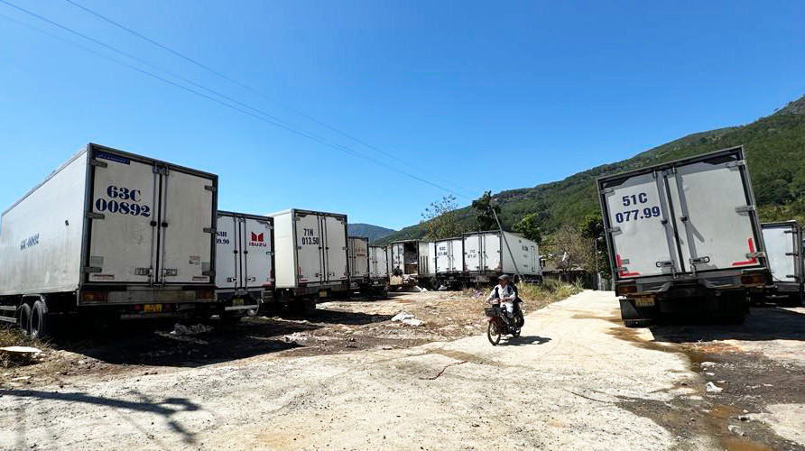 Nhiều xe đông lạnh chờ đóng hoa ở xã Hiệp An để đi các tỉnh, thành trong cả nước