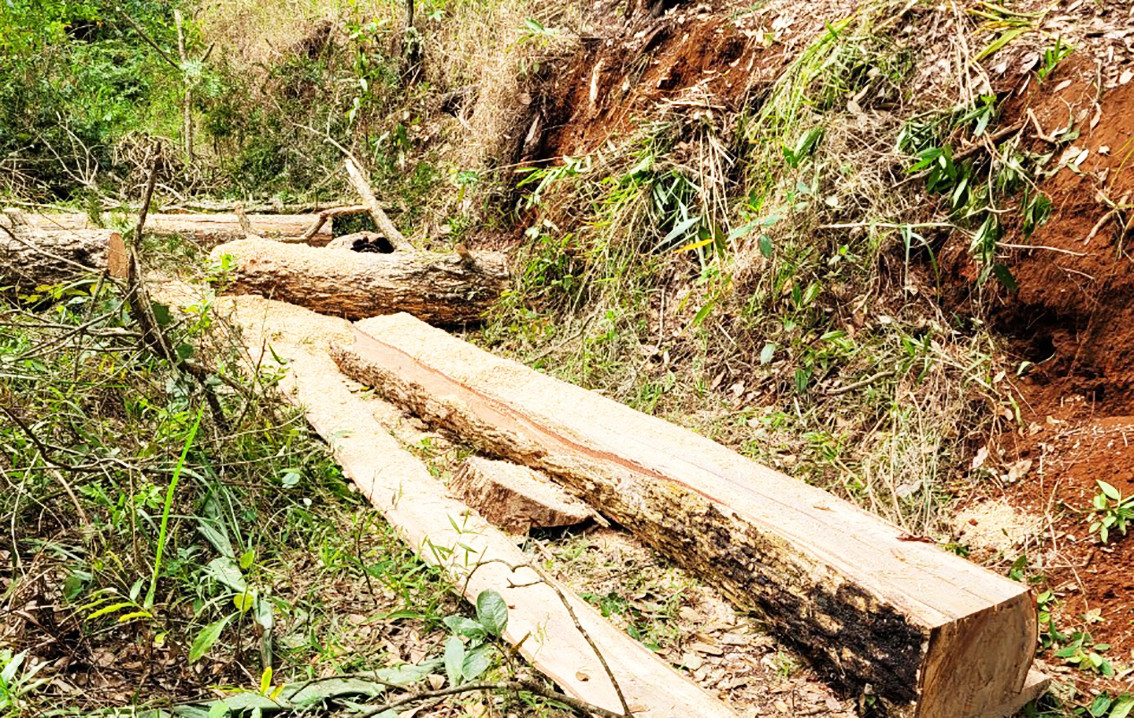 Cây rừng tại tiểu khu 275 bị cưa hạ trái phép