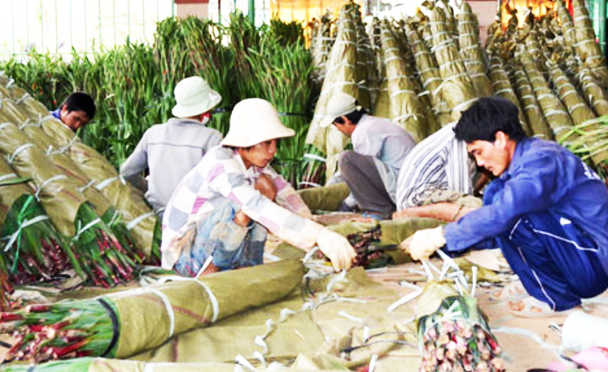 Hoa lay ơn được đóng gói để thuận tiện cho việc bảo quản và vận chuyển