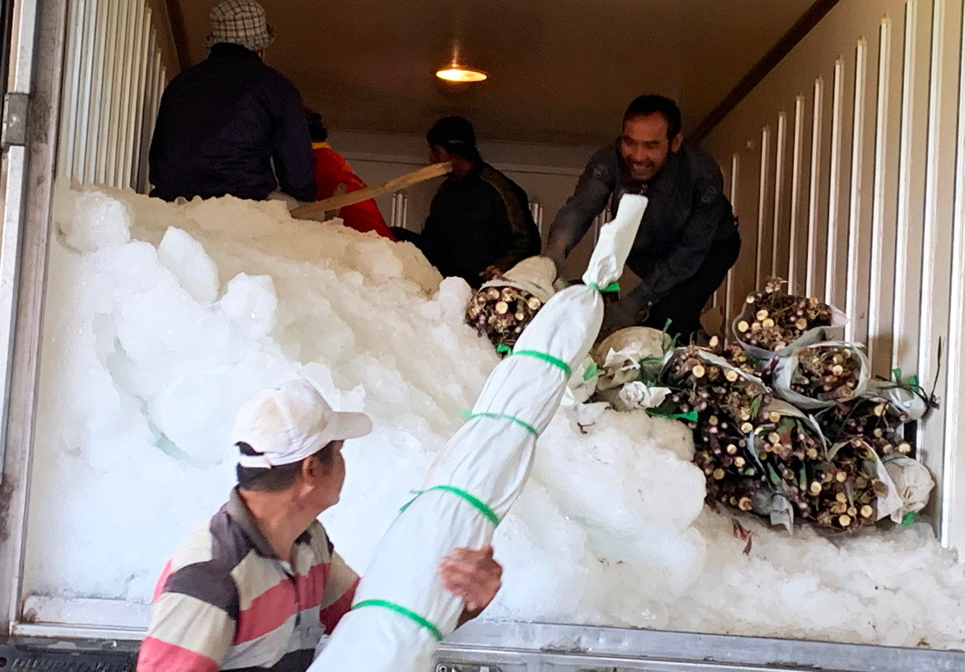 Dùng đá lạnh bảo quản để hoa được tươi lâu khi vận chuyển ra Bắc