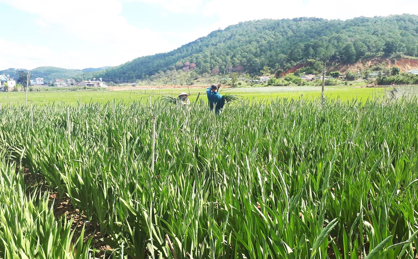 Đa số các vườn lay ơn nở đúng dịp Tết