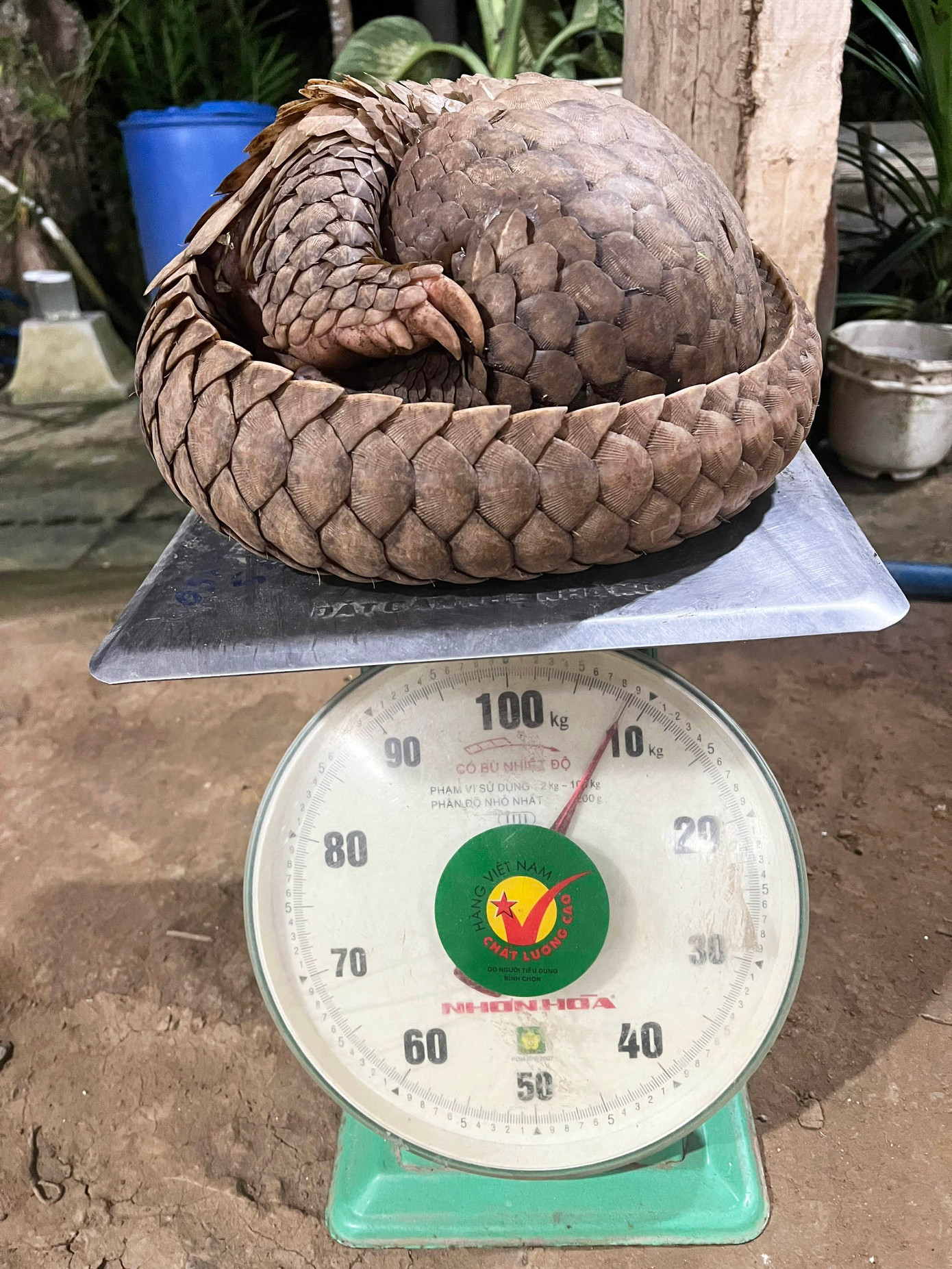 Con tê tê nặng gần 9kg. (Ảnh: VQG Cát Tiên) Con tê tê nặng gần 9kg. (Ảnh: VQG Cát Tiên)