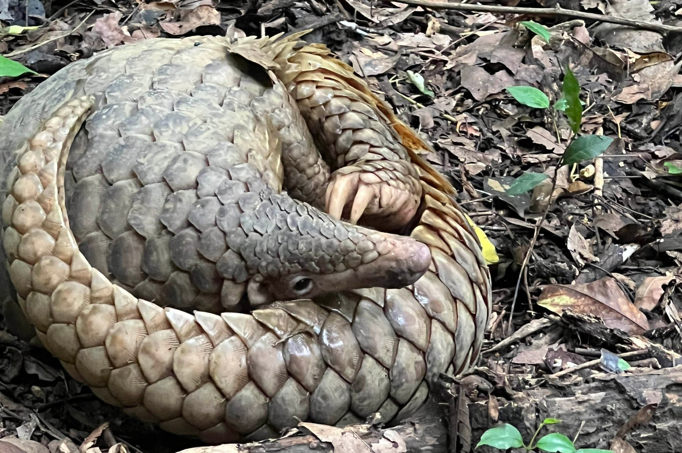 Con tê tê có trọng lượng rất lớn. (Ảnh: VQG Cát Tiên) Con tê tê có trọng lượng rất lớn. (Ảnh: VQG Cát Tiên)