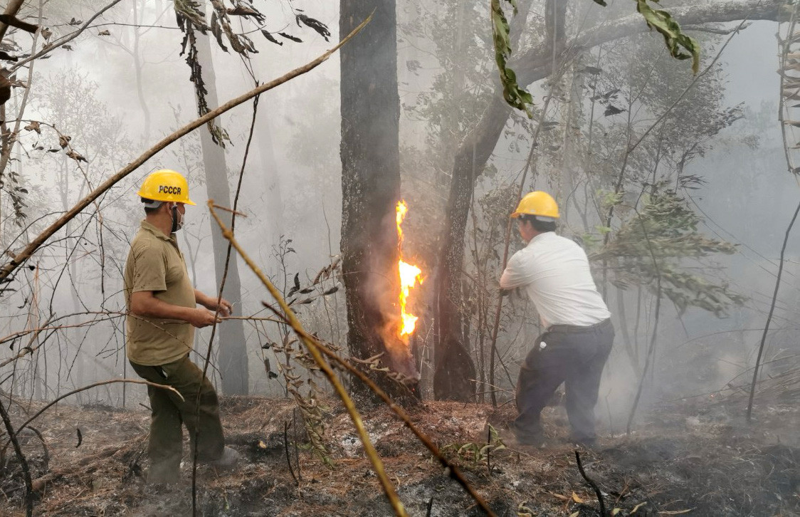 Dùng những cành cây để dập lửa