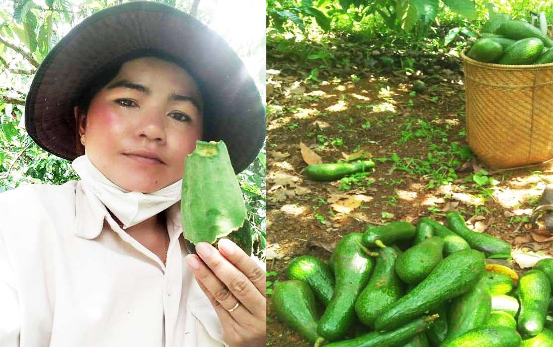 Chị Ka Dim đi đầu trong việc trồng bơ đặc sản nâng cao thu nhập