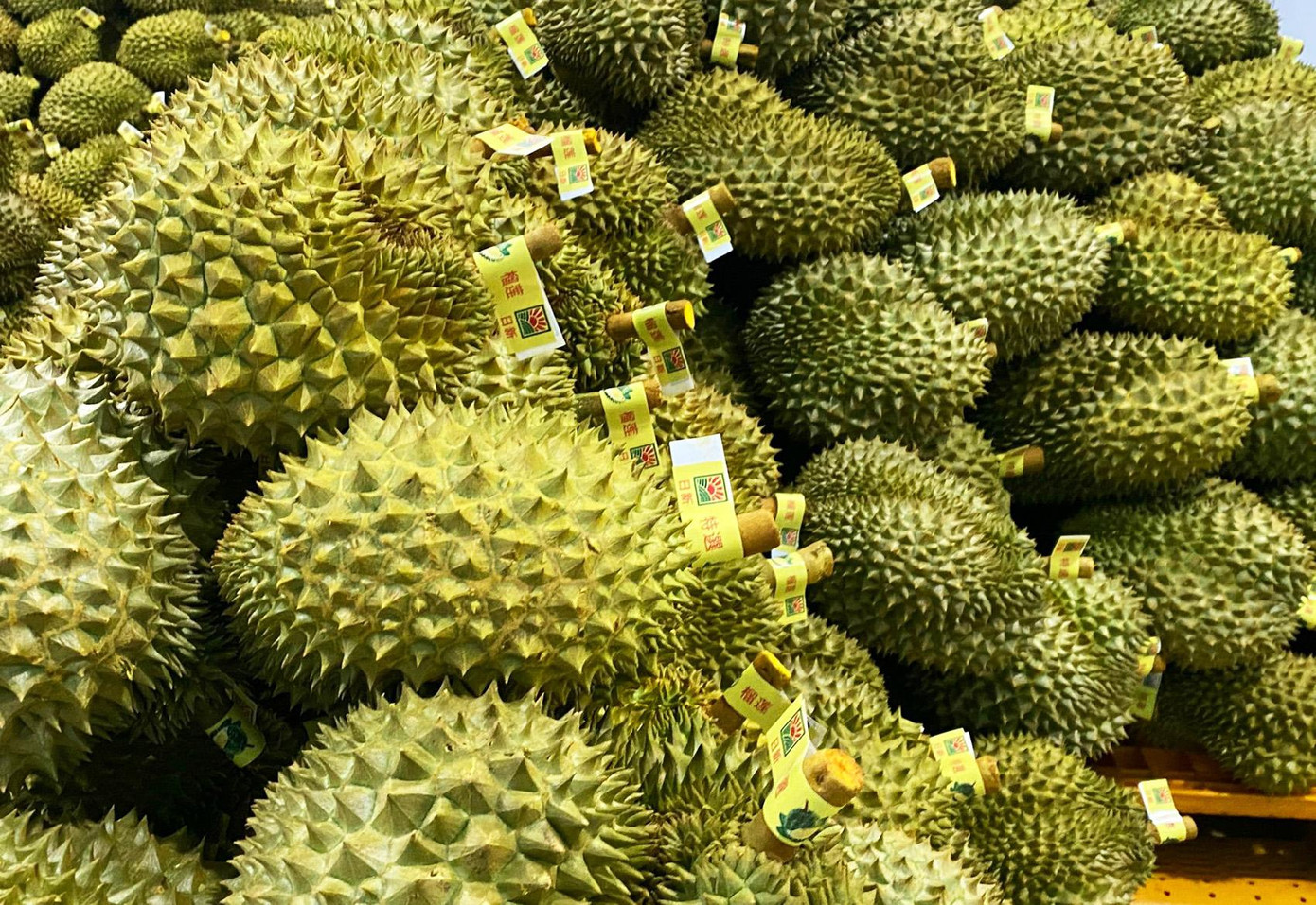 Loại sầu riêng đạt quy chuẩn xuất khẩu