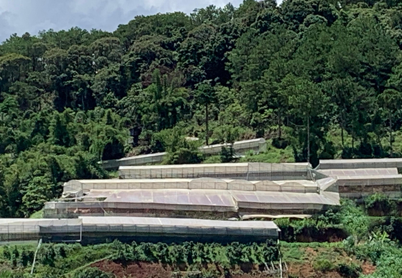 Nhà kính trên đồi thông Đà Lạt Nhà kính trên đồi thông Đà Lạt
