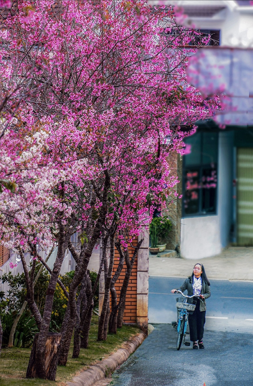 Bức ảnh Xuân của nghệ sĩ nhiếp ảnh Ngô Văn Lai.