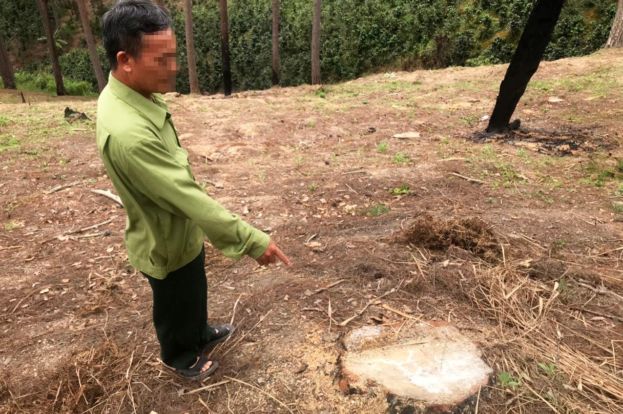 N.Đ.H. xác nhận hiện trường phá rừng