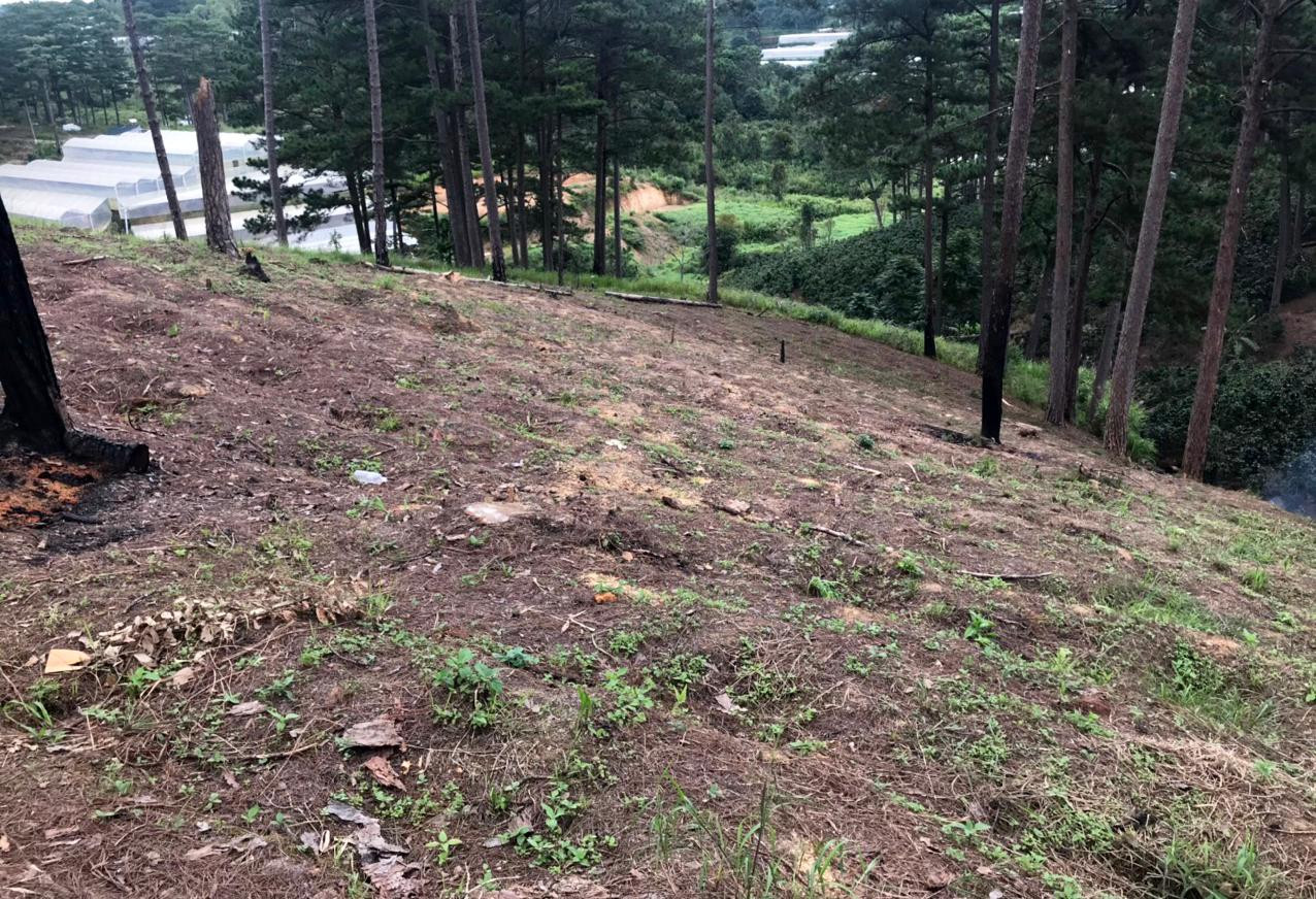 Cánh rừng bị N.Đ.H. triệt hạ để chiếm đất