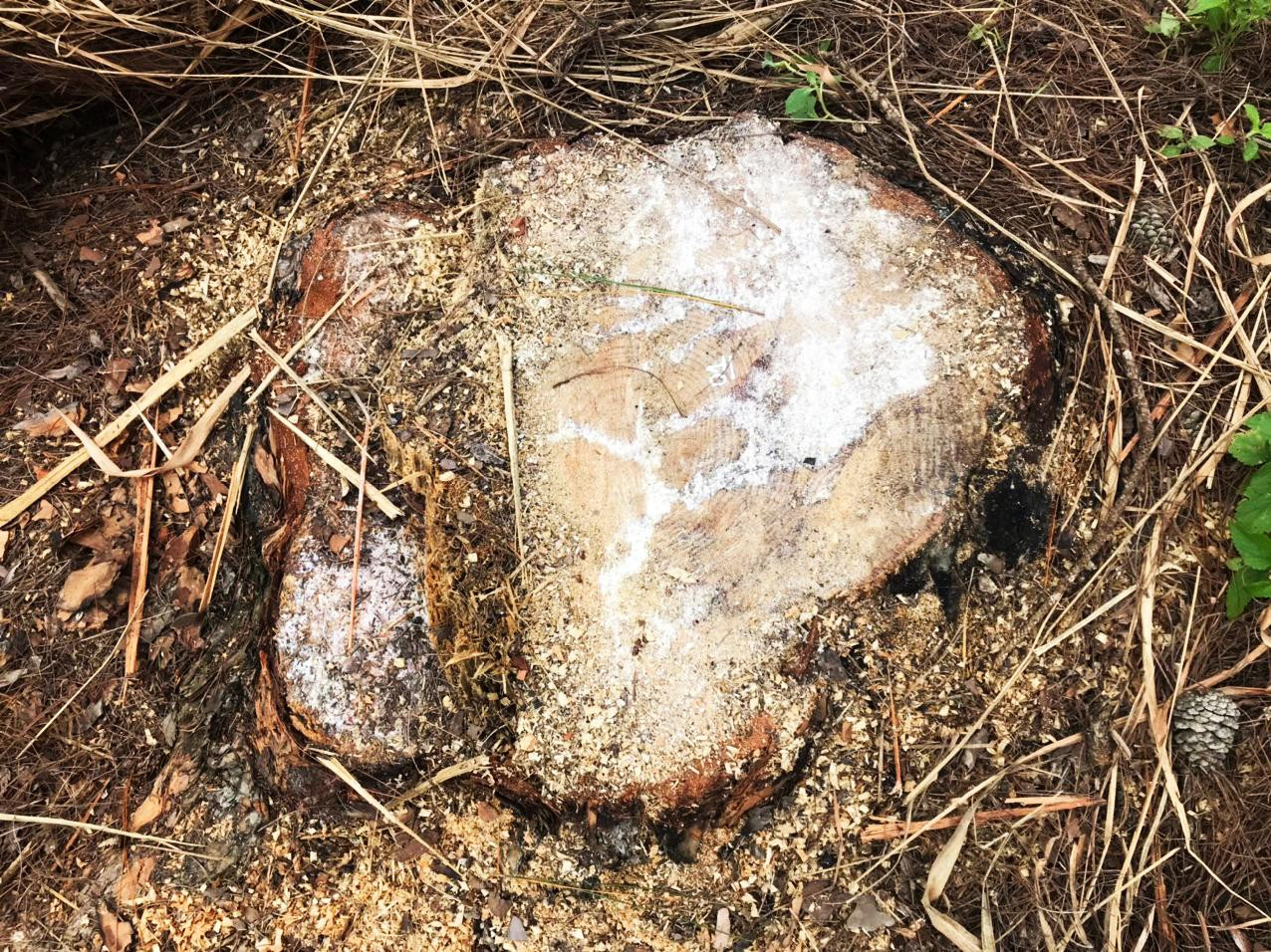 Nhiều cây có đường kính lớn bị cưa sát gốc