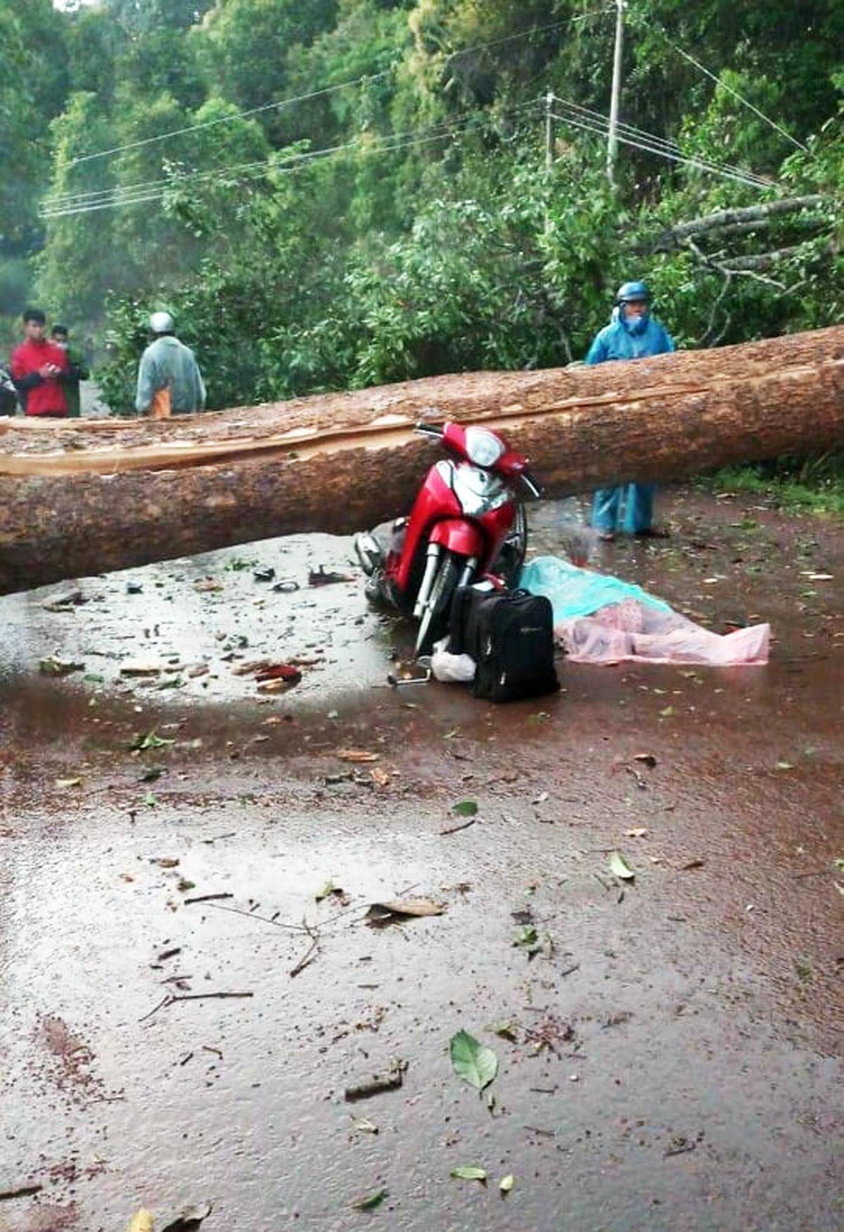 Cây cổ thụ chắn hết mặt đường Quốc lộ 28 Cây cổ thụ chắn hết mặt đường Quốc lộ 28