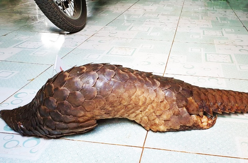 Con tê tê quý hiếm, tang vật của vụ án