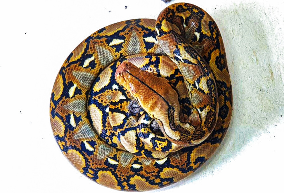 Công an phát hiện con trăn gấm ở nhà bà Lệ