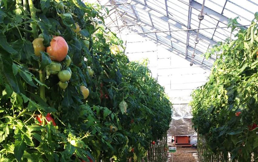 Bên trong nhà kính, chủ yếu trồng rau, hoa