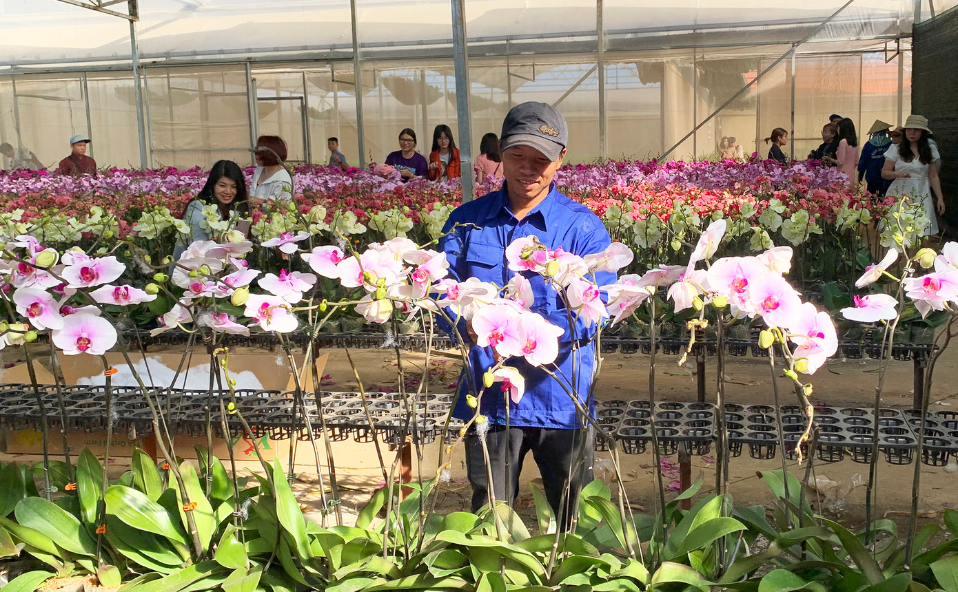 Một trang trại lan hồ điệp ở Đà Lạt Một trang trại lan hồ điệp ở Đà Lạt