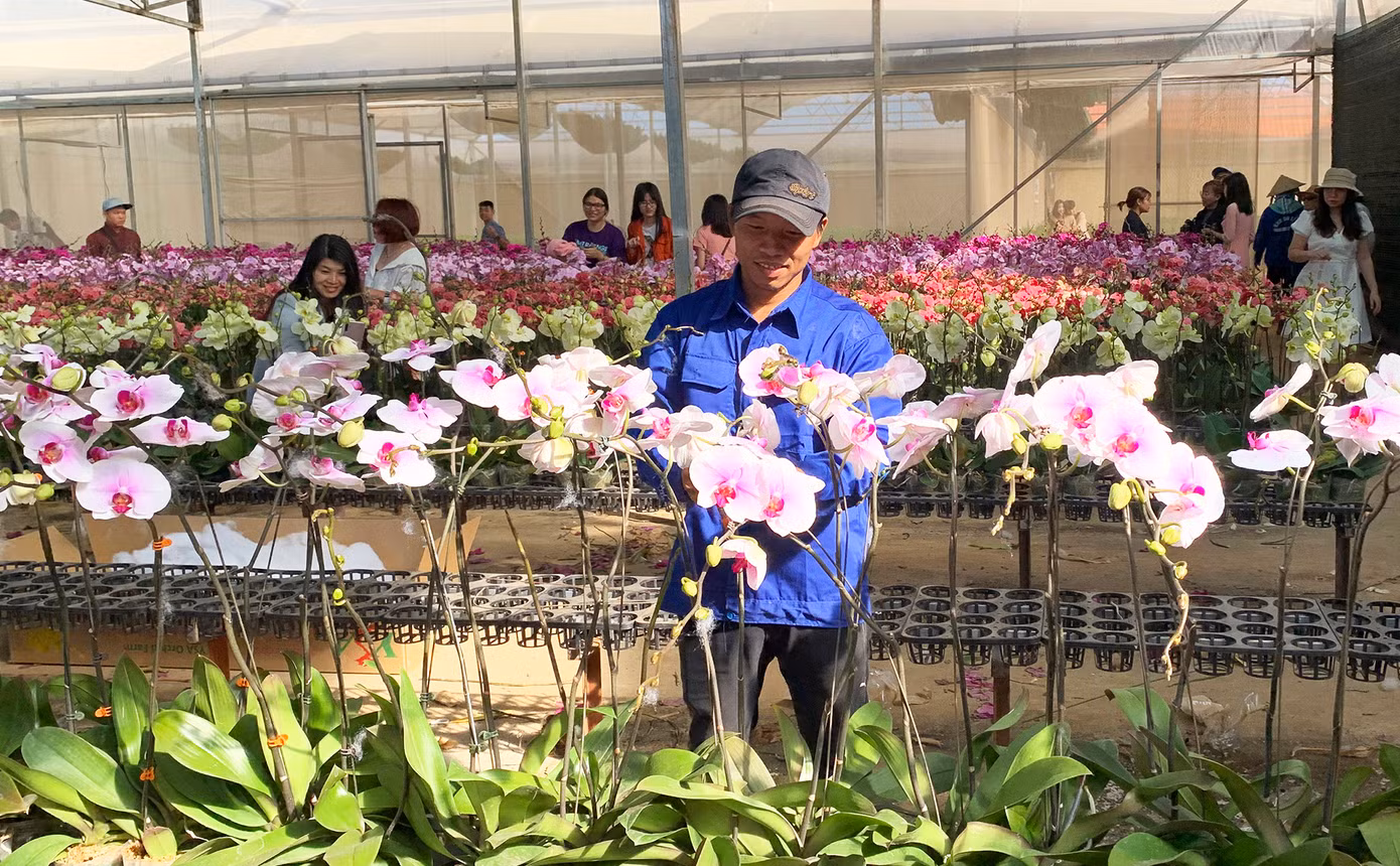 Một trang trại lan hồ điệp ở Đà Lạt