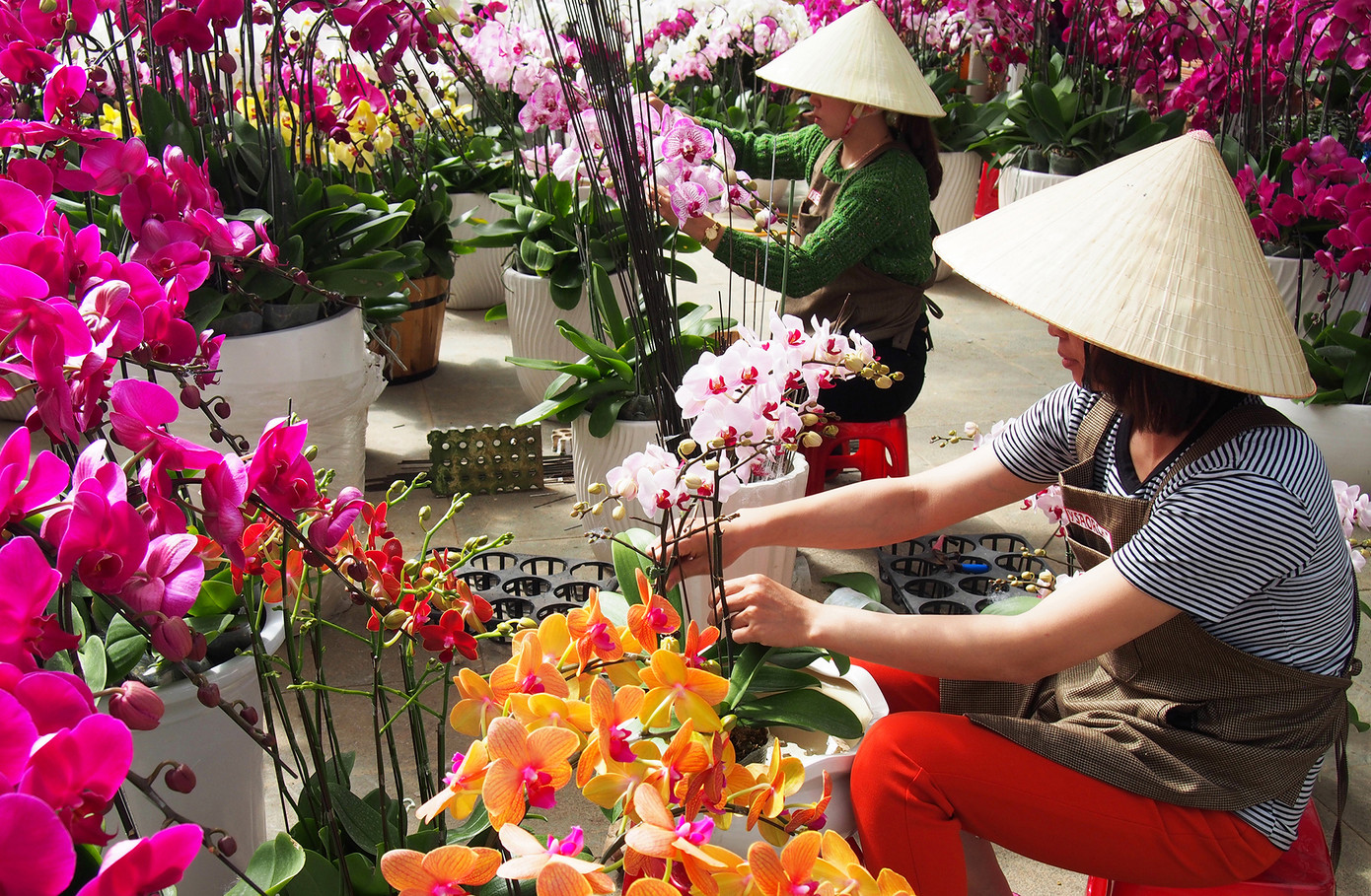 Tất bật trang trí các chậu hoa cho khách hàng Tất bật trang trí các chậu hoa cho khách hàng