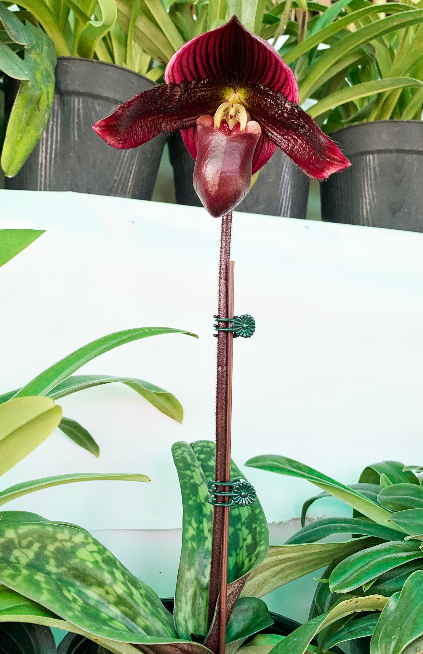 Maudi, một loài lan mới ở Đà Lạt Maudi, một loài lan mới ở Đà Lạt