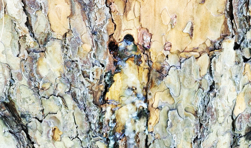 Đối tượng khoan lỗ trên thân cây thông rồi đổ hóa chất vào cho chết dần