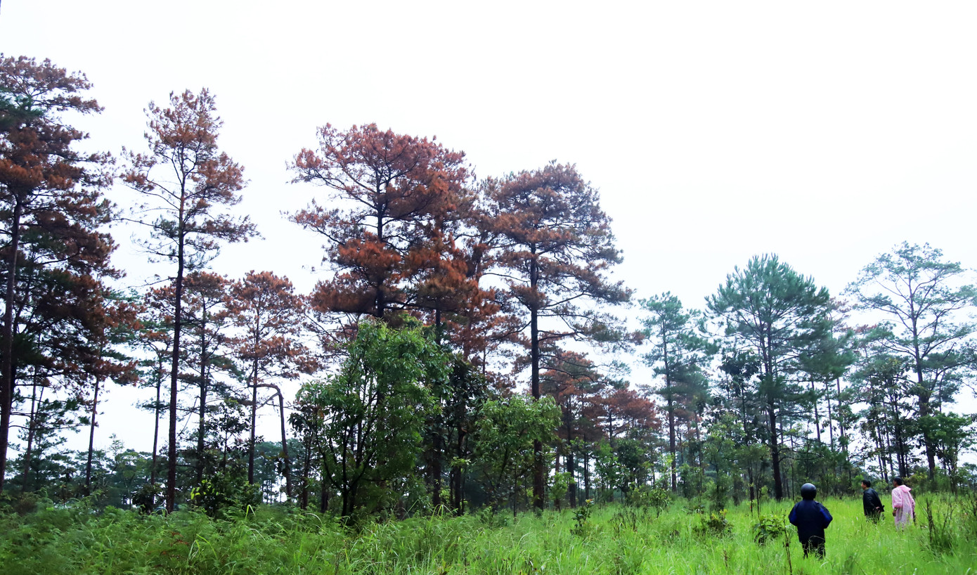 Cánh rừng ở tiểu khu 614 bị đầu độc