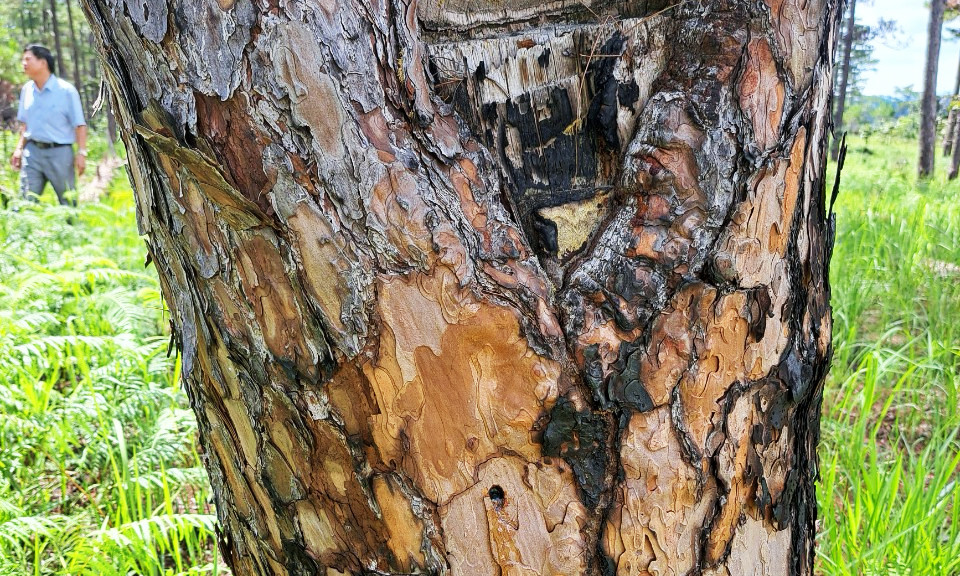 Lực lượng chức năng xác định có 52 cây thông bị khoan lỗ đổ hóa chất