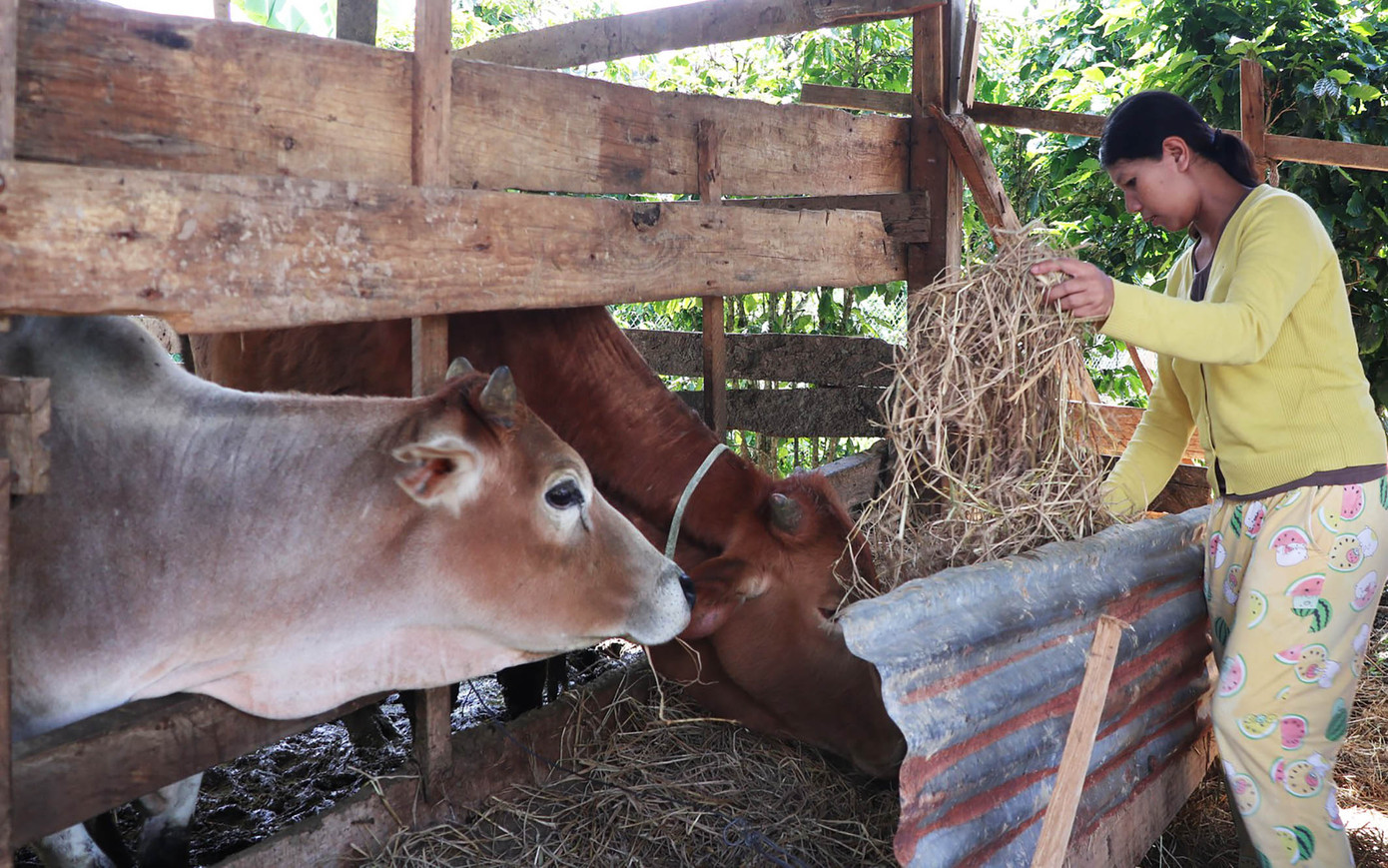 Được hỗ trợ bò giống, nhiều hộ đồng bào dân tộc thiểu số thoát nghèo Được hỗ trợ bò giống, nhiều hộ đồng bào dân tộc thiểu số thoát nghèo