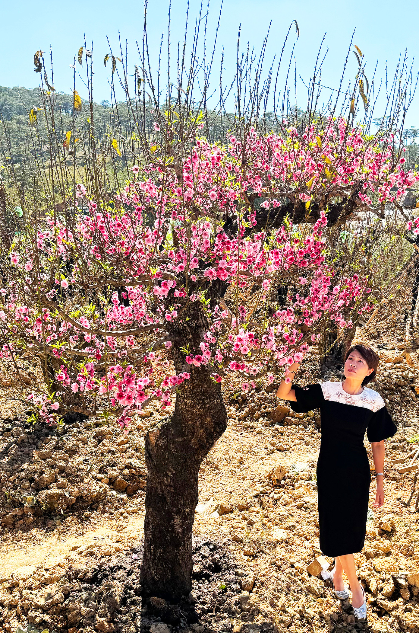 Hiện vườn đào cổ ở Lạc Dương đang ngập tràn sắc xuân, bạt ngàn sắc hồng lung linh trong nắng khiến người thưởng ngoạn say lòng. Vì các cây đào lão này cao từ 2-4m nên ông Quốc Anh cho thiết kế cây cầu khá dài và cao hơn 1m để người thưởng ngoạn thuận tiện ngắm hoa và chụp ảnh lưu niệm. Hiện vườn đào cổ ở Lạc Dương đang ngập tràn sắc xuân, bạt ngàn sắc hồng lung linh trong nắng khiến người thưởng ngoạn say lòng. Vì các cây đào lão này cao từ 2-4m nên ông Quốc Anh cho thiết kế cây cầu khá dài và cao hơn 1m để người thưởng ngoạn thuận tiện ngắm hoa và chụp ảnh lưu niệm.