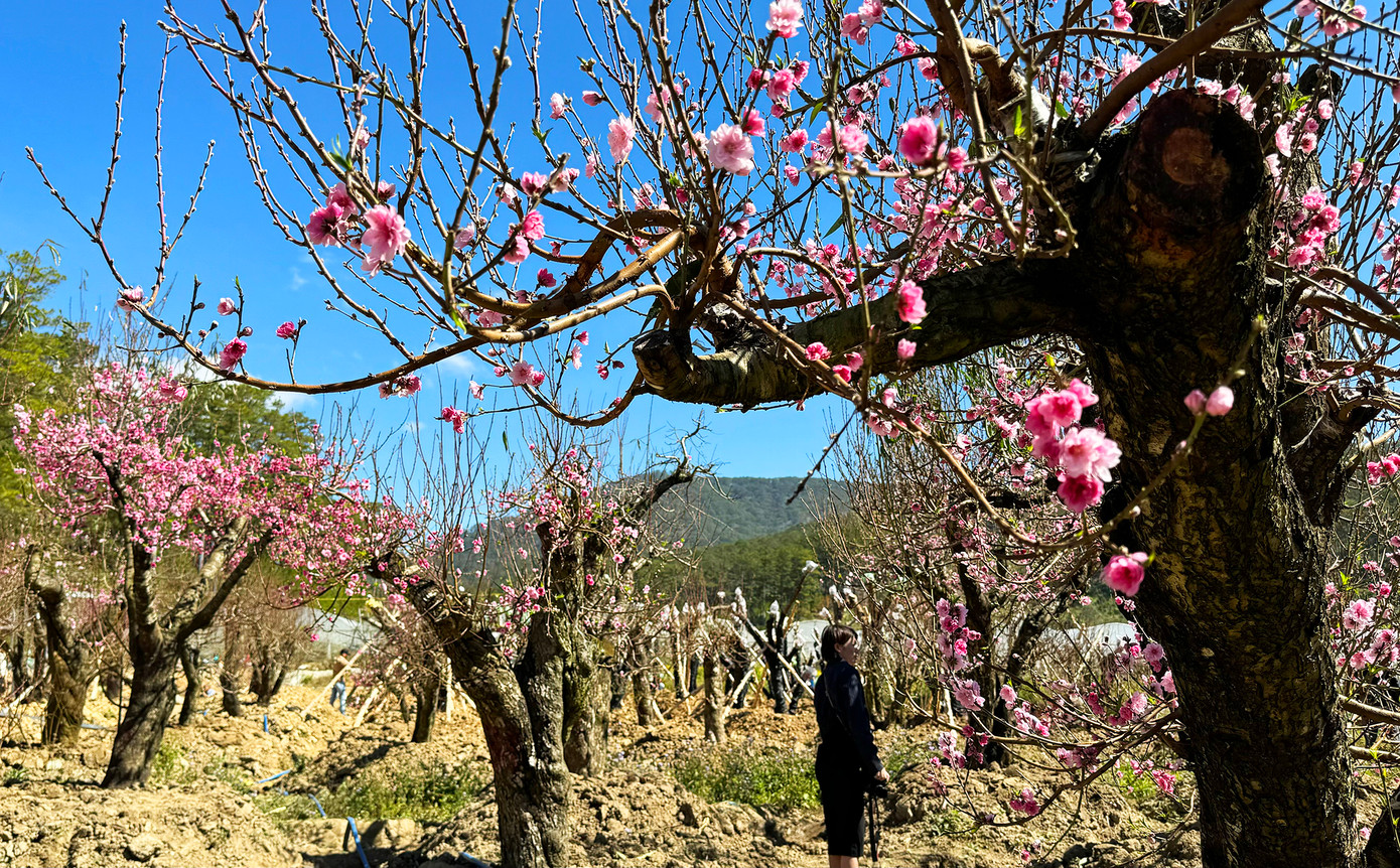 Vườn đào cổ thụ này ở thôn Đạ Tro (xã Đa Nhim, huyện Lạc Dương, Lâm Đồng), cách trung tâm TP Đà Lạt 30km. Vườn nằm ven quốc lộ 27C, tuyến đường nối liền hai thành phố Đà Lạt và Nha Trang. Vườn đào cổ thụ này ở thôn Đạ Tro (xã Đa Nhim, huyện Lạc Dương, Lâm Đồng), cách trung tâm TP Đà Lạt 30km. Vườn nằm ven quốc lộ 27C, tuyến đường nối liền hai thành phố Đà Lạt và Nha Trang.