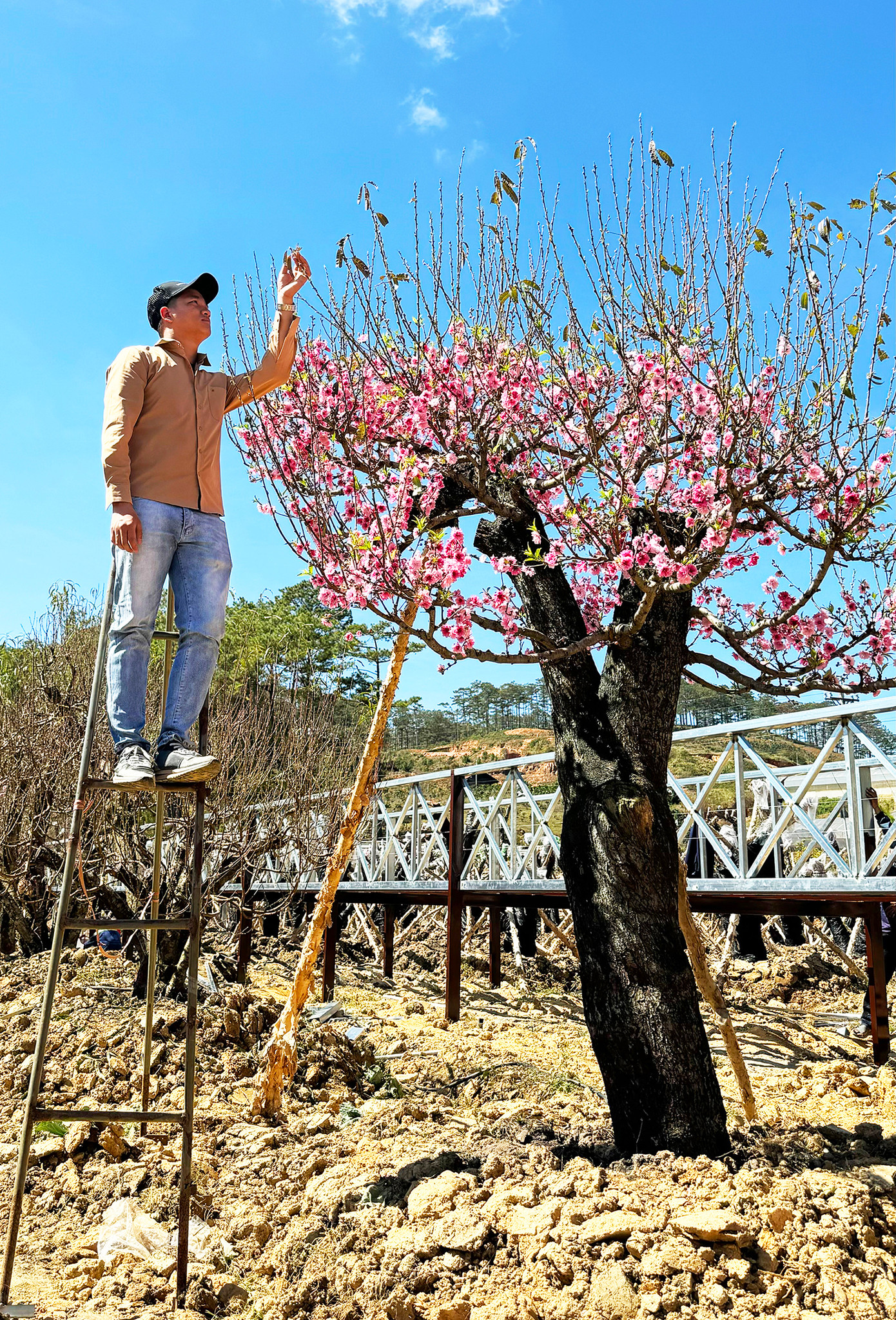 Giống đào ghép này có nguồn gốc là đào rừng, hoa 5 cánh đơn, được người dân miền núi Tây Bắc mang về nhà trồng, chăm bón nên có sức sống mãnh liệt. Khi ghép mầm đào Nhật Tân vào, đào Tây Bắc sẽ cho hoa cánh kép, sai hoa và màu sắc thắm hơn. Giống đào ghép này có nguồn gốc là đào rừng, hoa 5 cánh đơn, được người dân miền núi Tây Bắc mang về nhà trồng, chăm bón nên có sức sống mãnh liệt. Khi ghép mầm đào Nhật Tân vào, đào Tây Bắc sẽ cho hoa cánh kép, sai hoa và màu sắc thắm hơn.