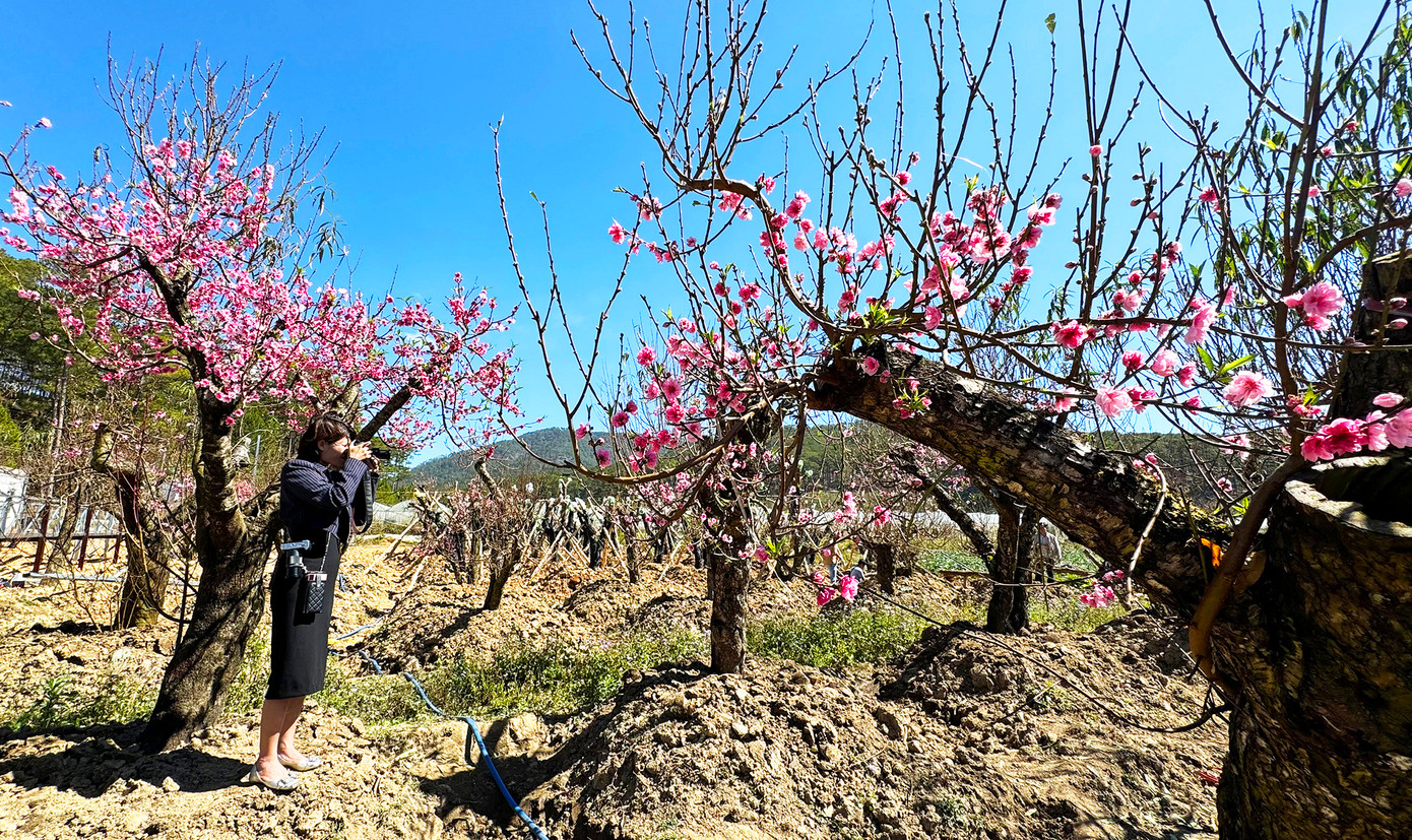 Các chuyên gia tư vấn có thể di thực cây đào ở miền núi Tây Bắc về trồng ở huyện Lạc Dương bởi những nơi này đều có khí hậu ôn đới. Độ cao trung bình một số vùng ở Tây Bắc khoảng 1.100m, trong khi Lạc Dương khoảng1.400m, chênh lệch không lớn; mặt khác, đất đai ở Lạc Dương cũng thích hợp cho việc trồng đào. Các chuyên gia tư vấn có thể di thực cây đào ở miền núi Tây Bắc về trồng ở huyện Lạc Dương bởi những nơi này đều có khí hậu ôn đới. Độ cao trung bình một số vùng ở Tây Bắc khoảng 1.100m, trong khi Lạc Dương khoảng1.400m, chênh lệch không lớn; mặt khác, đất đai ở Lạc Dương cũng thích hợp cho việc trồng đào.