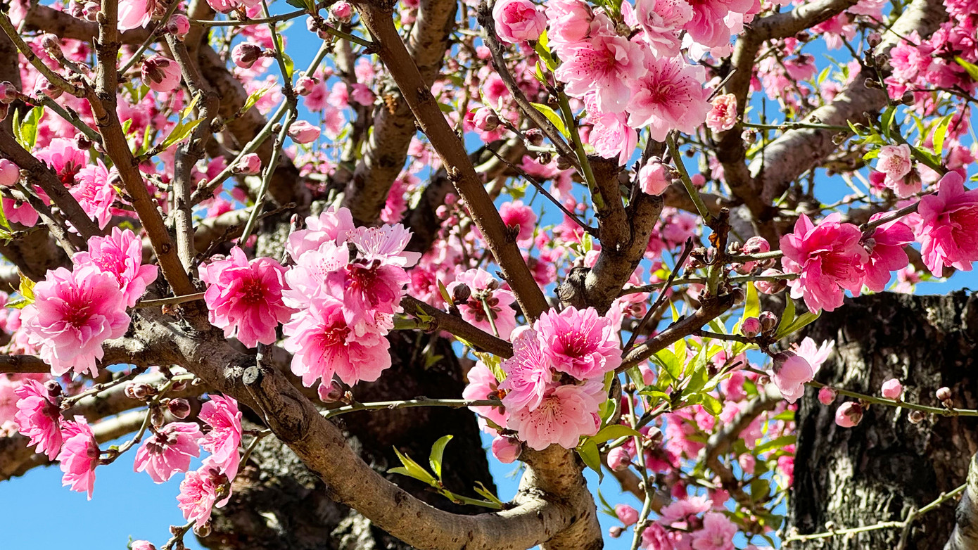 Sự tương phản giữa nét xuân thì của hoa, lá và độ già lão của thân, cành lại khiến các “cụ” đào có vẻ đẹp lạ lẫm, ấn tượng. Sự tương phản giữa nét xuân thì của hoa, lá và độ già lão của thân, cành lại khiến các “cụ” đào có vẻ đẹp lạ lẫm, ấn tượng.