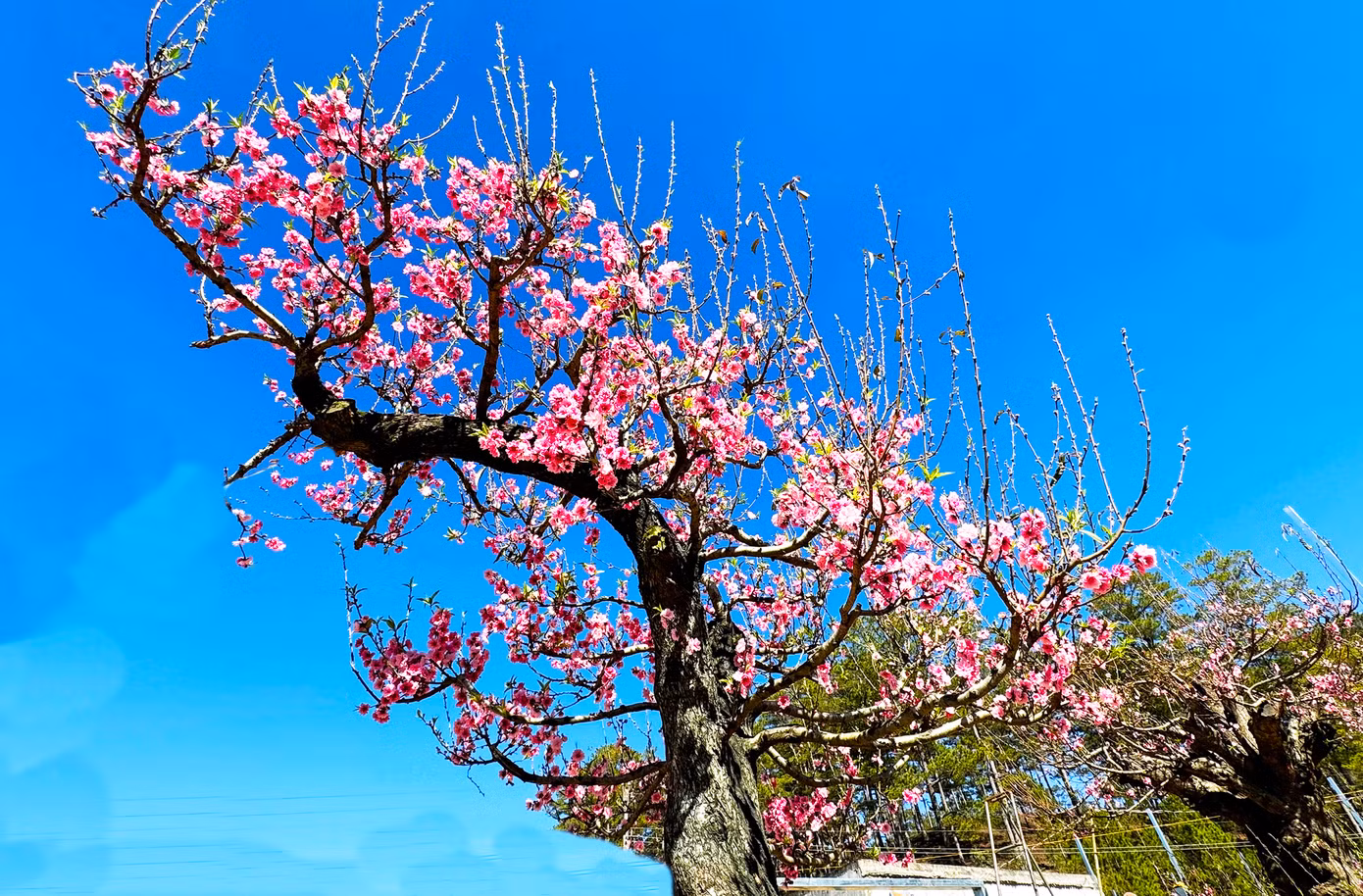 Ông Đỗ Quốc Anh, người có ý tưởng hình thành khu vườn này cho biết, trước đó, vào dịp Tết Nguyên đán 2023, trong lúc đi du lịch ở huyện Mộc Châu (Sơn La) thấy đào cổ thụ trên cao nguyên này quá đẹp nên đã chi hàng trăm triệu đồng mua một số cây về trồng tại Lâm Đồng. Nhìn thấy dáng thế của cây rất xuất sắc nên bạn bè góp ý nên trồng thành vườn cho khách tham quan. Ông Quốc Anh đã hợp tác với một số người khảo sát điều kiện đất đai, khí hậu… Ông Quốc Anh chia sẻ, đã cùng nhóm bạn gom mua gần 500 cây đào lão của các nhà vườn từ các tỉnh miền núi Tây Bắc như Sơn La, Điện Biên, Lai Châu… Số cây này có đủ các kích cỡ, hình dáng, tuổi thọ. Đến nay họ đã cho di thực hơn 200 cây về Lâm Đồng. Ông Đỗ Quốc Anh, người có ý tưởng hình thành khu vườn này cho biết, trước đó, vào dịp Tết Nguyên đán 2023, trong lúc đi du lịch ở huyện Mộc Châu (Sơn La) thấy đào cổ thụ trên cao nguyên này quá đẹp nên đã chi hàng trăm triệu đồng mua một số cây về trồng tại Lâm Đồng. Nhìn thấy dáng thế của cây rất xuất sắc nên bạn bè góp ý nên trồng thành vườn cho khách tham quan. Ông Quốc Anh đã hợp tác với một số người khảo sát điều kiện đất đai, khí hậu… Ông Quốc Anh chia sẻ, đã cùng nhóm bạn gom mua gần 500 cây đào lão của các nhà vườn từ các tỉnh miền núi Tây Bắc như Sơn La, Điện Biên, Lai Châu… Số cây này có đủ các kích cỡ, hình dáng, tuổi thọ. Đến nay họ đã cho di thực hơn 200 cây về Lâm Đồng.