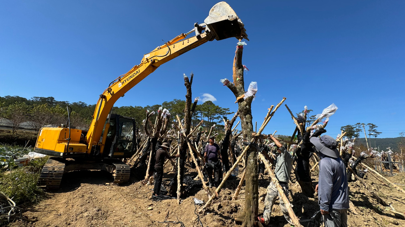 Việc vận chuyển đào cổ thụ khá phức tạp bởi đường sá hiểm trở, xa xôi, cây cồng kềnh. “Chi phí vận chuyển 1 cây đào lão từ Tây Bắc vào Lạc Dương lên đến vài triệu đồng”, ông Quốc Anh chia sẻ. Đồng thời, các chủ nhân vườn đào ở Lạc Dương còn thuê một số người trồng đào chuyên nghiệp từ làng hoa Nhật Tân vào Lạc Dương để chăm sóc cây, ghép thêm nhiều chồi cho cây sai hoa và nở đúng vào dịp Tết Nguyên đán. Việc vận chuyển đào cổ thụ khá phức tạp bởi đường sá hiểm trở, xa xôi, cây cồng kềnh. “Chi phí vận chuyển 1 cây đào lão từ Tây Bắc vào Lạc Dương lên đến vài triệu đồng”, ông Quốc Anh chia sẻ. Đồng thời, các chủ nhân vườn đào ở Lạc Dương còn thuê một số người trồng đào chuyên nghiệp từ làng hoa Nhật Tân vào Lạc Dương để chăm sóc cây, ghép thêm nhiều chồi cho cây sai hoa và nở đúng vào dịp Tết Nguyên đán.