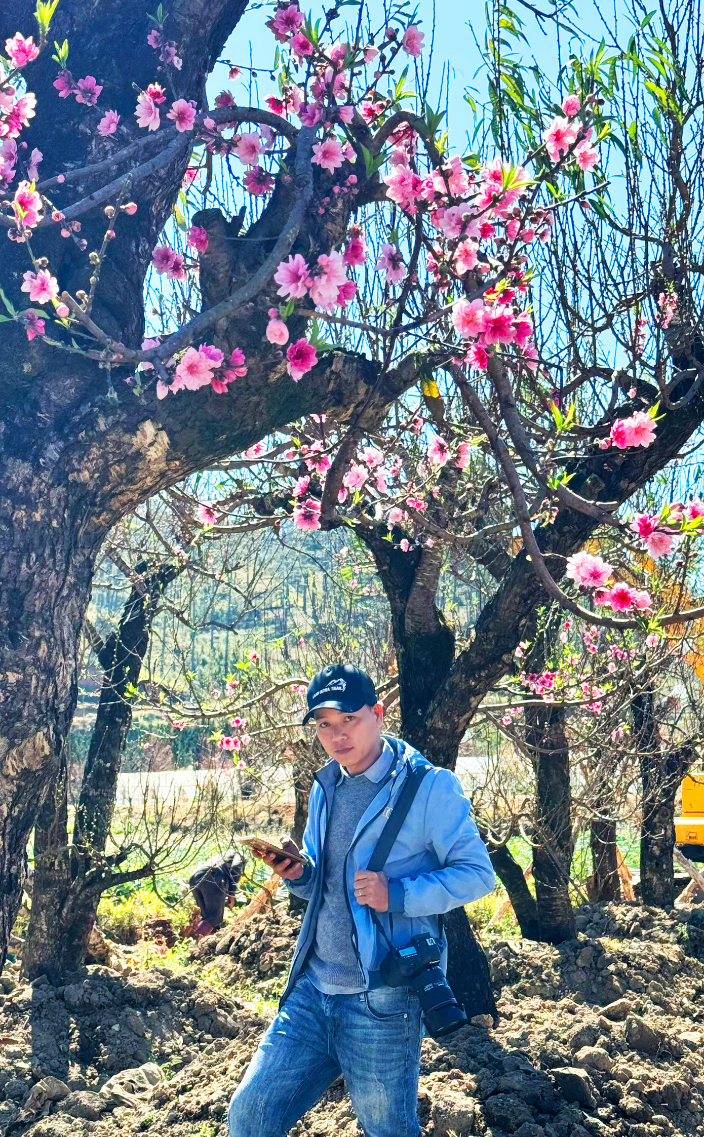 Nhiều "cụ" đào cao tới 4m, thân xù xì Nhiều "cụ" đào cao tới 4m, thân xù xì