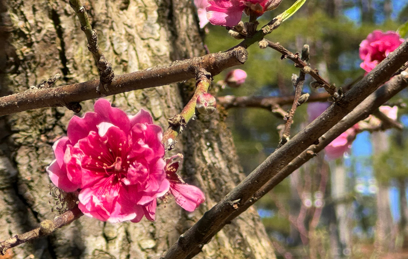 Theo các chủ nhân khu vườn ở Lạc Dương, khoảng 500 cây đào lão sẽ được trồng hai bên con đường dài tới 1km trong khu vườn sinh thái rộng hàng chục héc ta. Các nhánh cây đan vào nhau tạo thành mái che bằng hoa cho du khách đi dạo bên dưới. Khi hòa mình vào khoảng không gian ấy, có cảm giác như đang ở nước Nhật xinh đẹp. Theo các chủ nhân khu vườn ở Lạc Dương, khoảng 500 cây đào lão sẽ được trồng hai bên con đường dài tới 1km trong khu vườn sinh thái rộng hàng chục héc ta. Các nhánh cây đan vào nhau tạo thành mái che bằng hoa cho du khách đi dạo bên dưới. Khi hòa mình vào khoảng không gian ấy, có cảm giác như đang ở nước Nhật xinh đẹp.