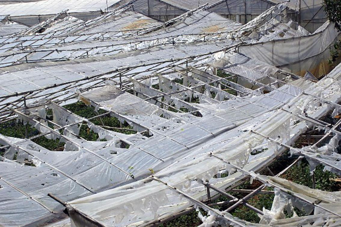 Nhà kính rách nát tr tơi vì mưa đá