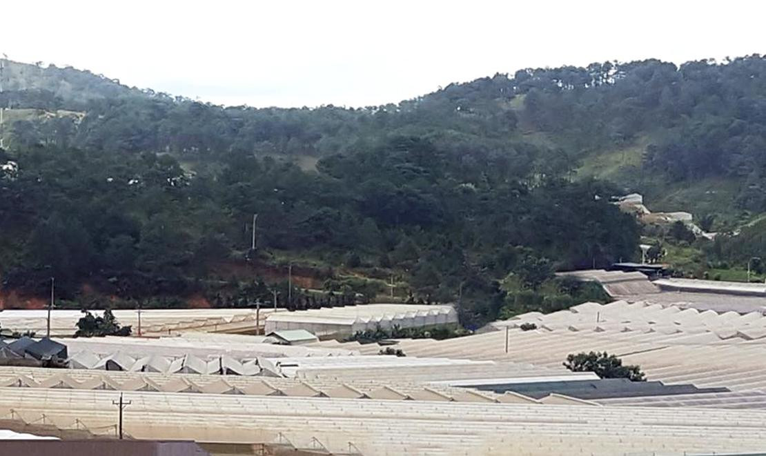 Nhà kính "bao vây" rừng thông Đà lạt