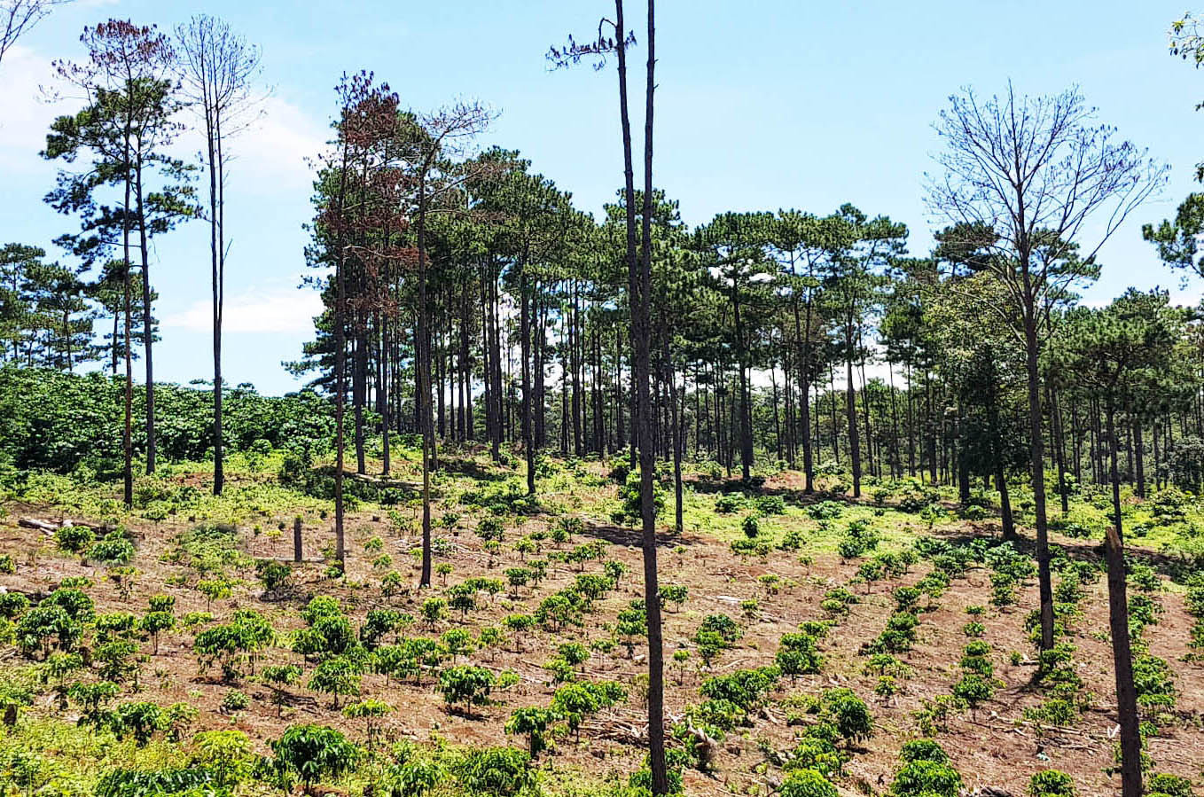 Cà phê lấn rừng ở huyện Bảo Lâm