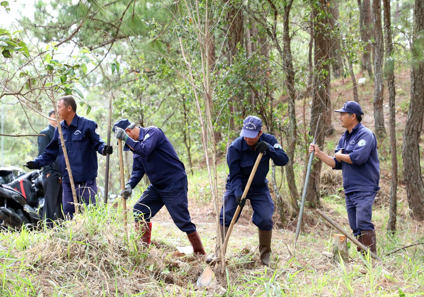 Di dời mai anh đào để mở rộng đèo Prenn