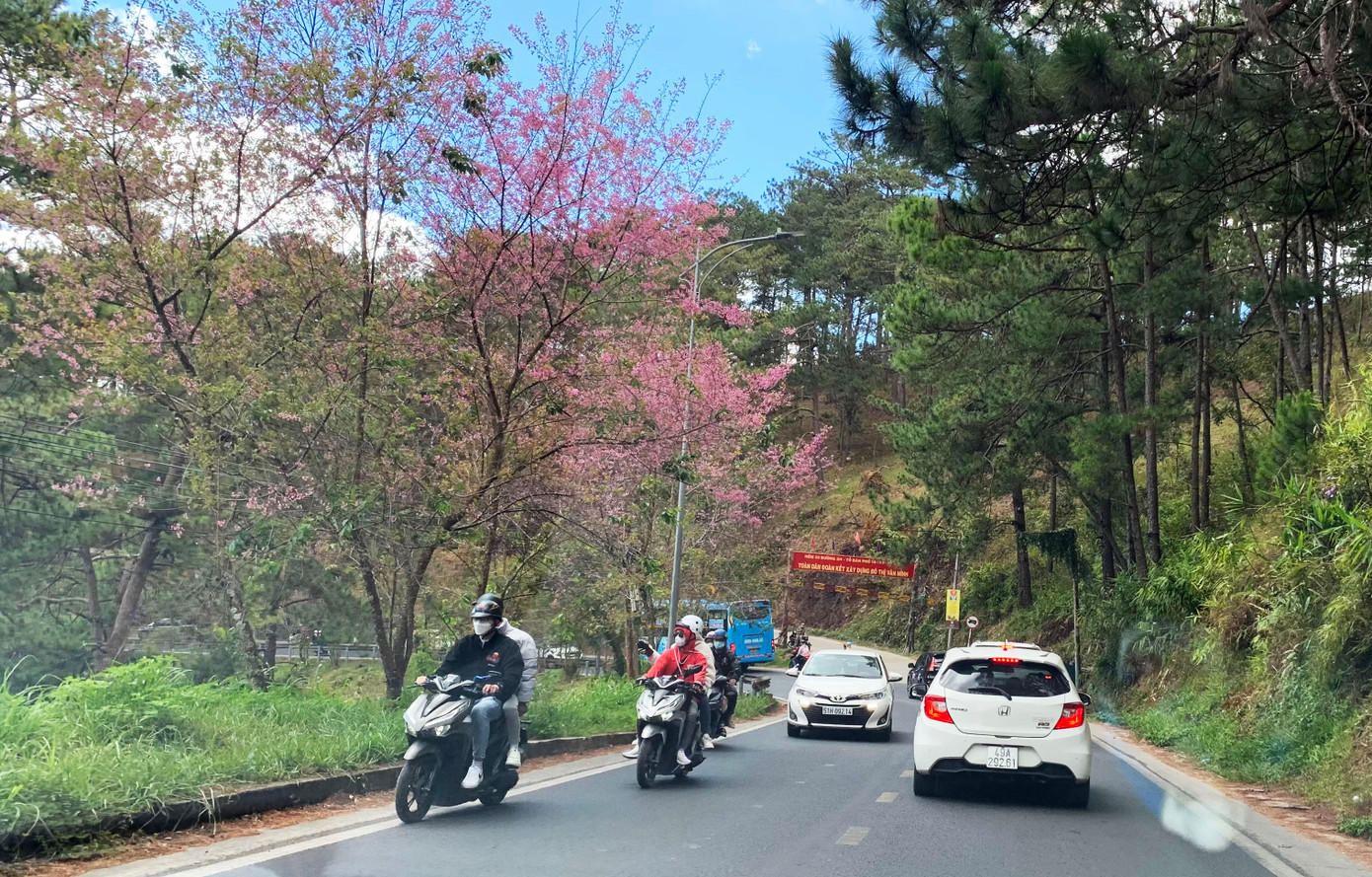 Đèo Prenn có hàng ngàn cây mai anh đào